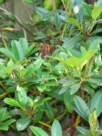 A well recovered rhododendron six weeks later.