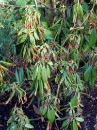 A totally wilted and rather sad looking rhododendron before Bach and Reiki healing.